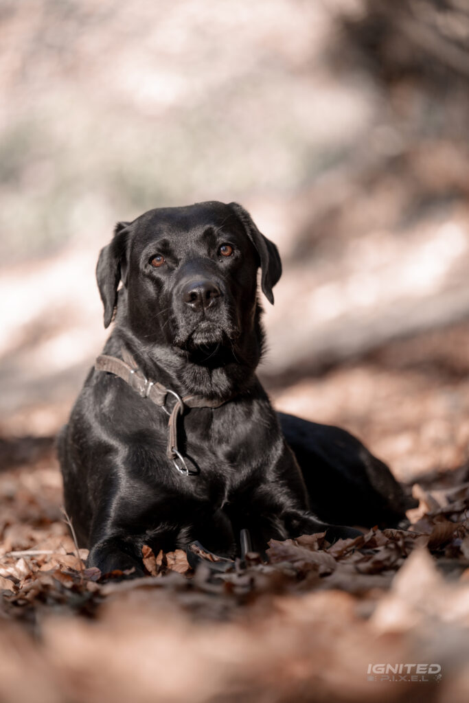 Hundefotografie